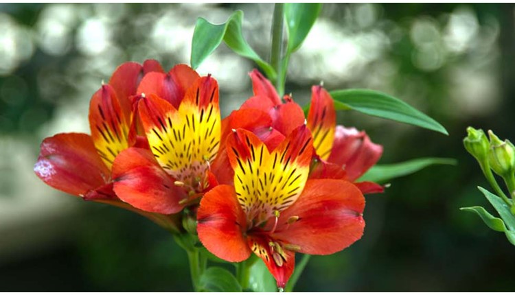 Minos Hotel , Крит